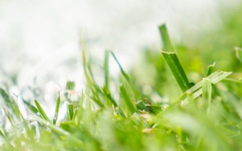 Grass2Play header